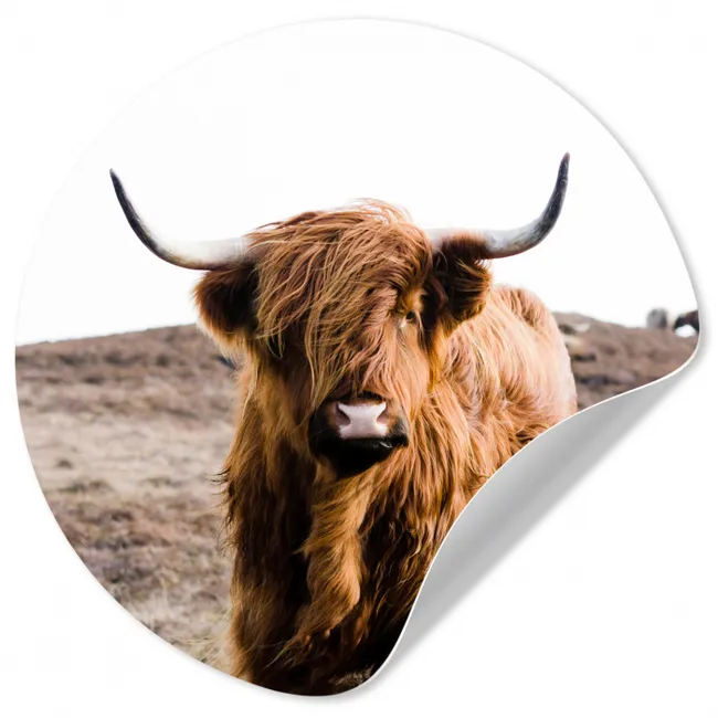 Schotse hooglander - Landschap - Koe - Bruin - Dieren - Natuur Wandcirkel behangsticker klein -3d
