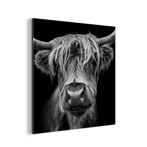 Schotse Hooglander - Horens - Zwart - Wit - Koe - Wild - Dieren aluminium wit klein -3d