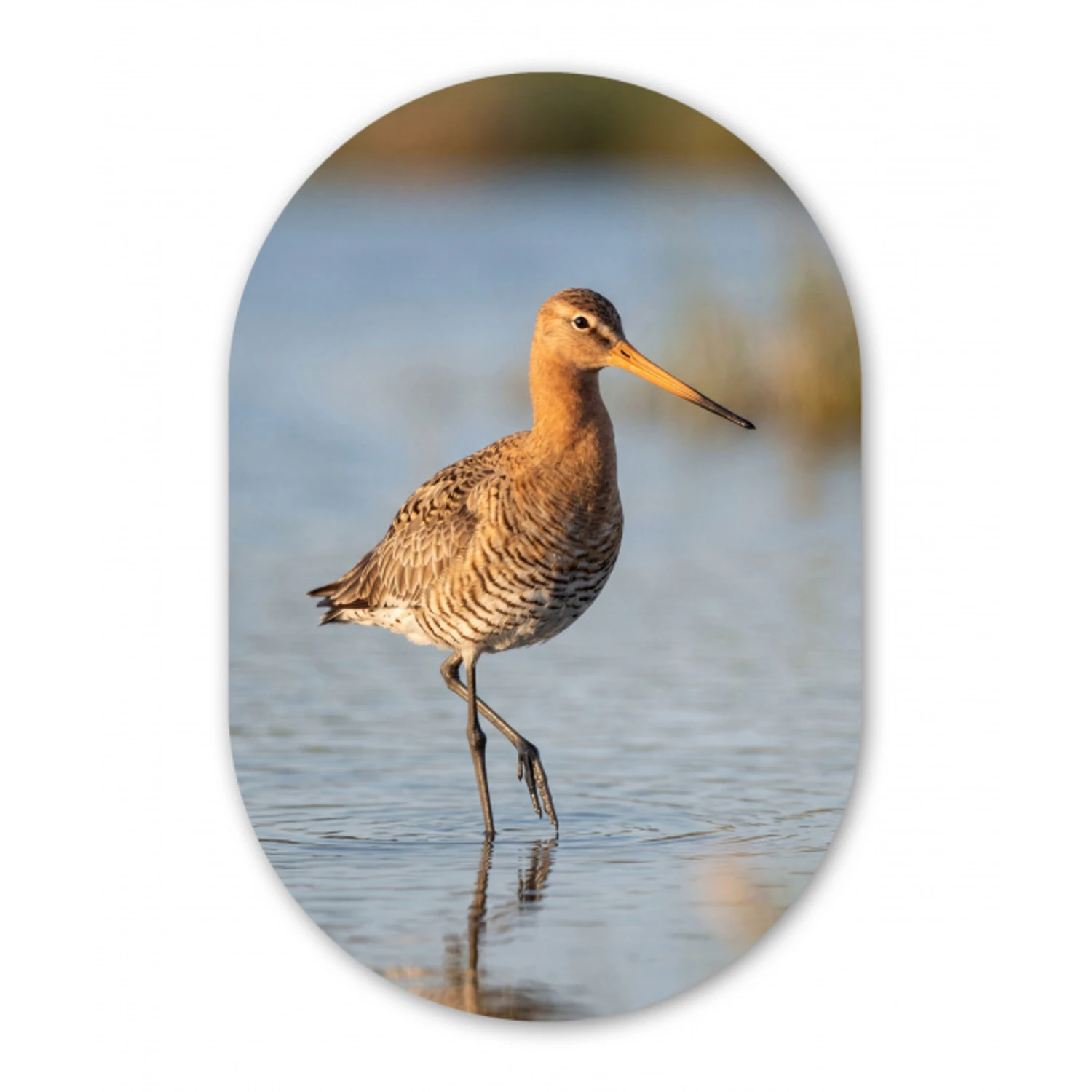 Vogel - Steltloper - Water - Natuur Wandcirkel Ovaal Aluminium middel -3d