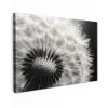 Paardenbloem - Zwart - Wit Tuinposter op houten frame 2 cm dik klein -3d