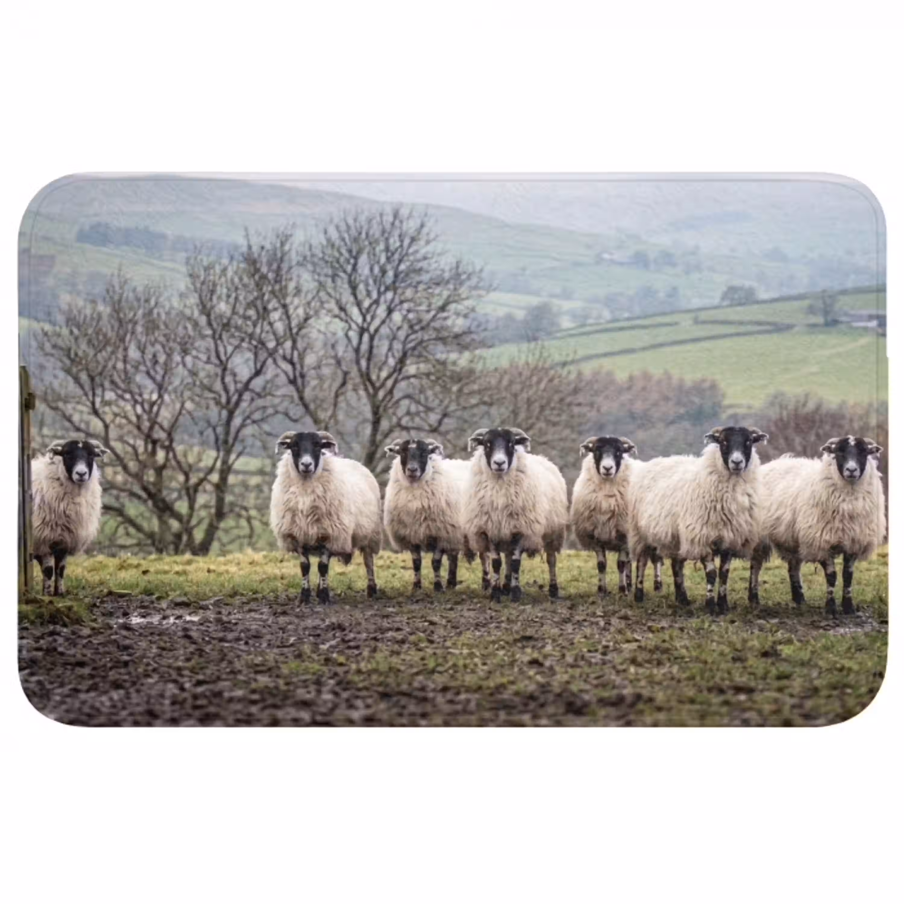Schapen - Rij - Weide - Dieren - Platteland Badmat middel -3d