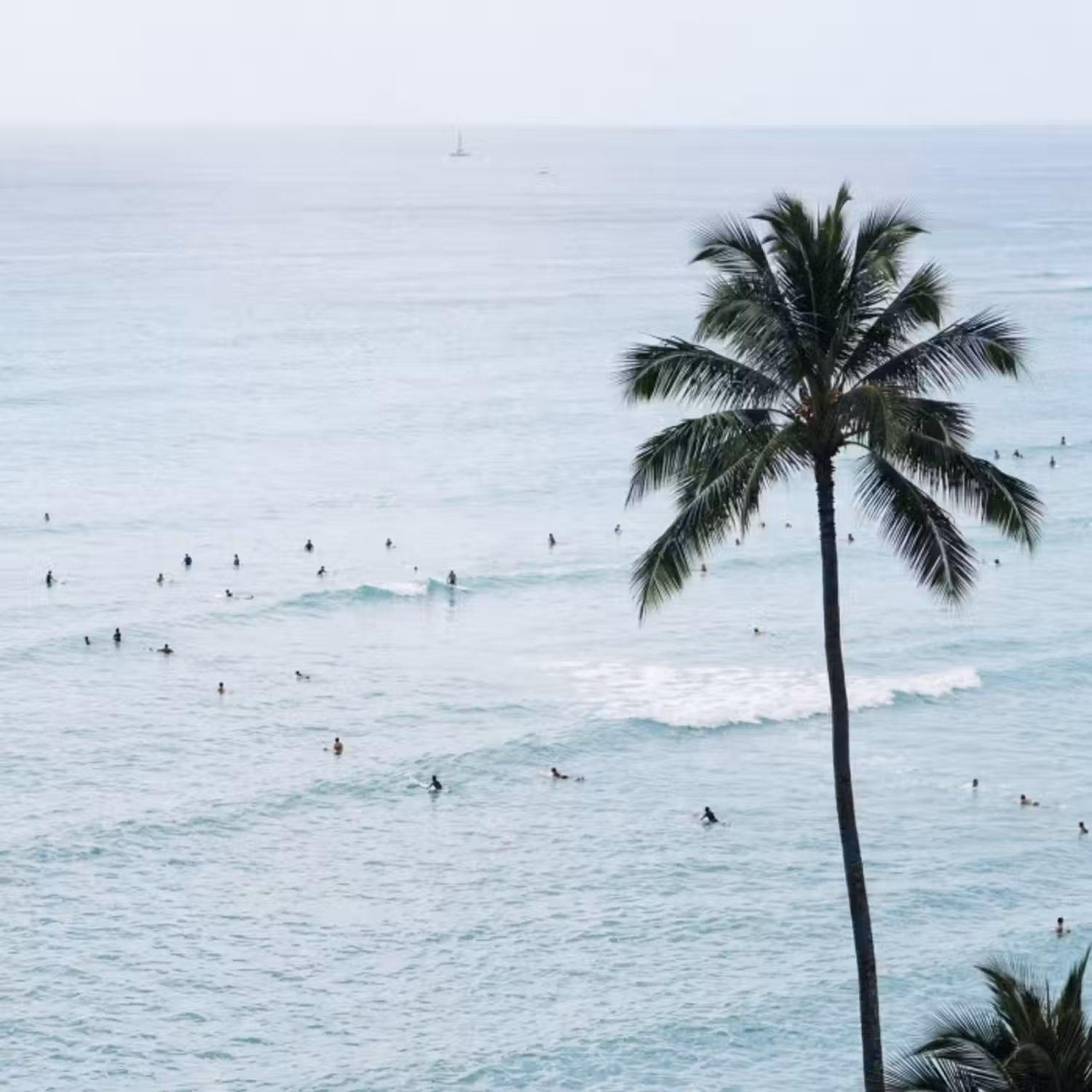 Tapete - Meer - Palmen - Surfer
