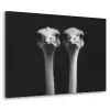 Struisvogels - Halzen - Zwart - Minimalistisch Textielframe zwart klein -3d