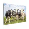 Nieuwsgierige koeien in de wei Tuinposter op houten frame 2 cm dik klein -3d