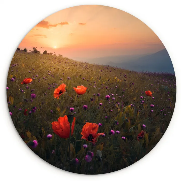 Bloemenveld - Gras - Bloemen - Planten - Zonsondergang - Oranje Wandcirkel kunststof plaat 5mm dik klein -3d