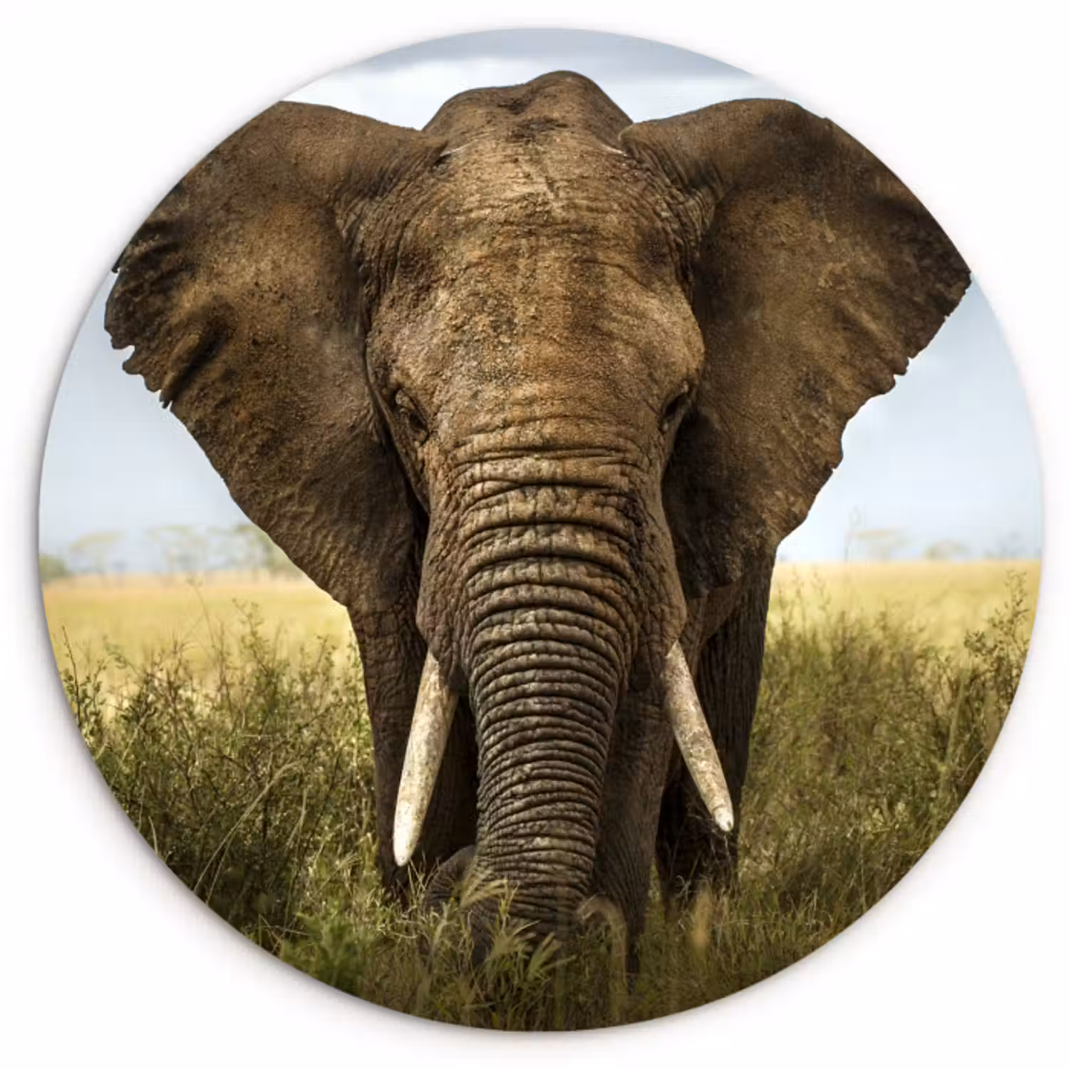 Muurcirkel - Olifant - Natuur - Gras - Dieren - Landschap