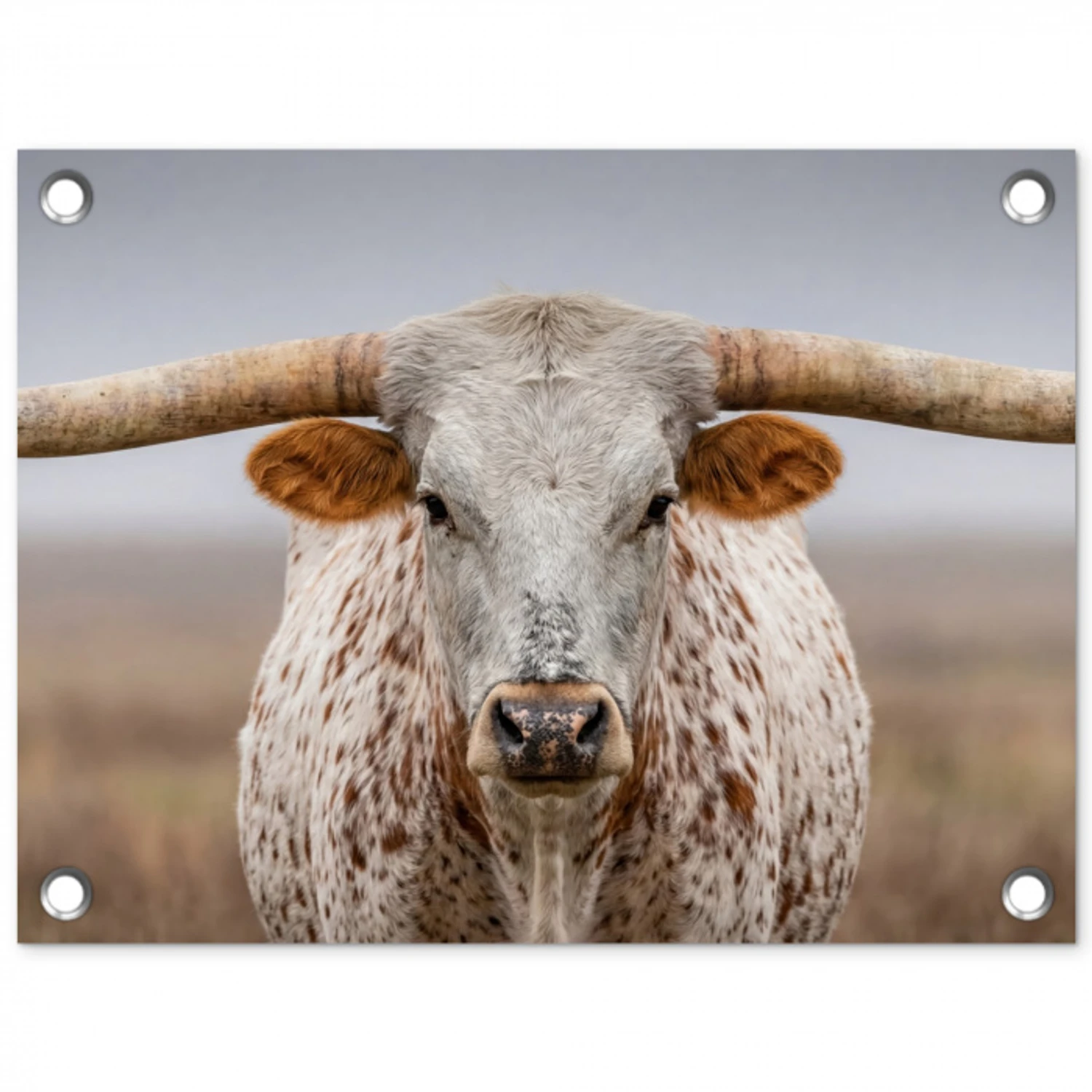 Longhorn - Grasveld - Dier tuinposter los doek klein -3d