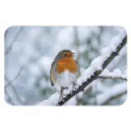 Roodborstje - Tak - Sneeuw - Winter - Levendig Badmat klein -3d