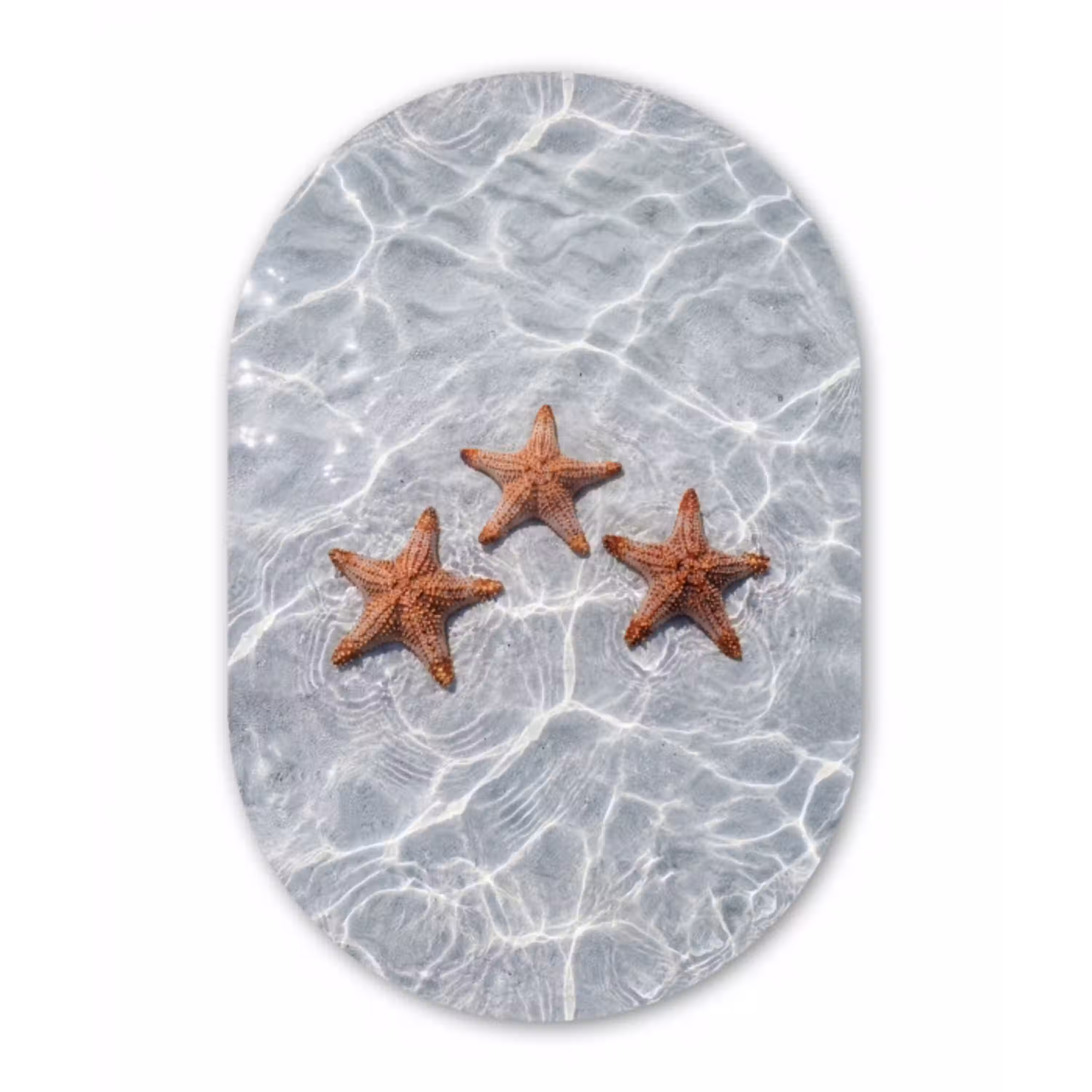 Zeesterren - Water - Helder Wandcirkel Ovaal Aluminium middel -3d