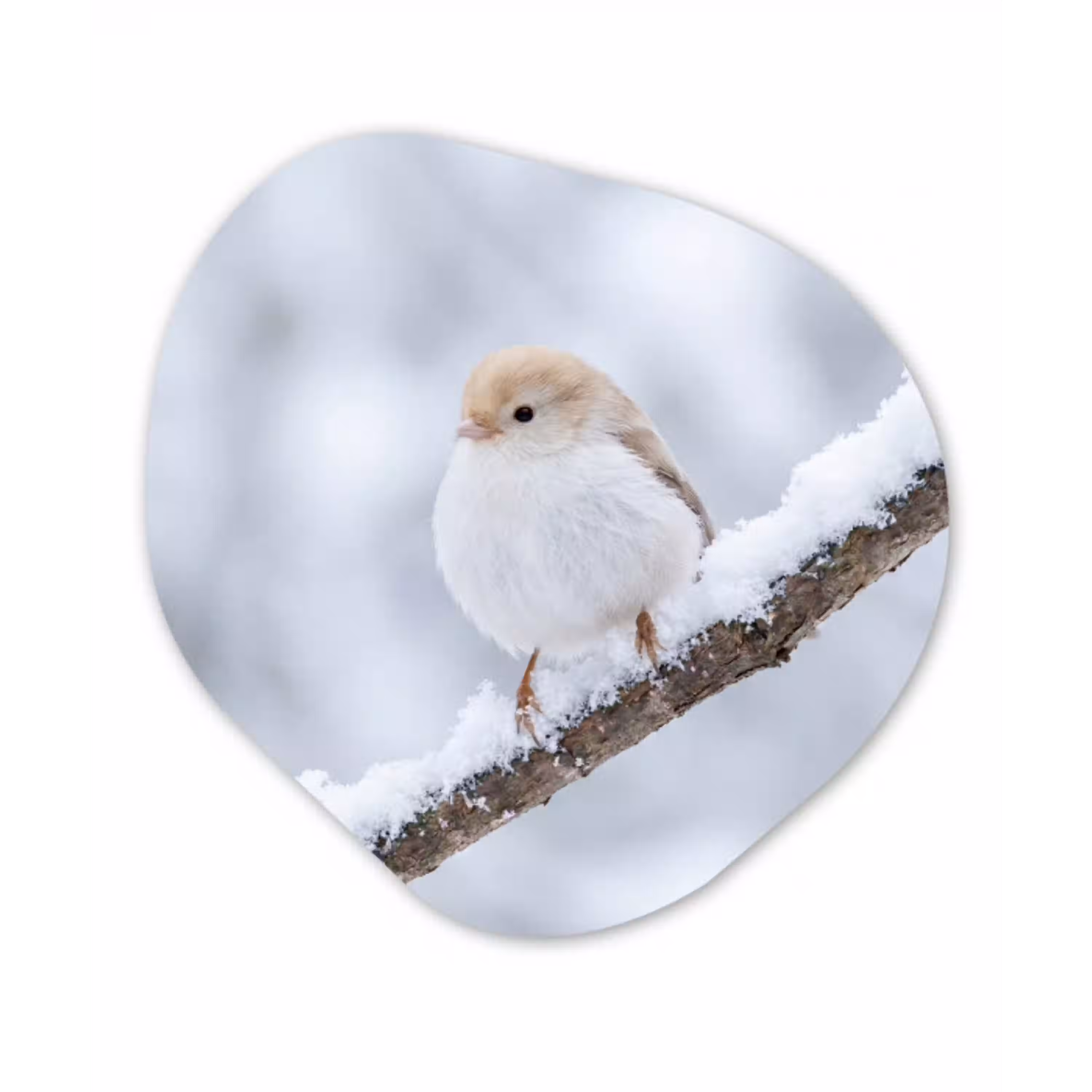 Vogeltje - Sneeuw - Tak - Winter - Zacht Wandcirkel Organisch Forex 3mm klein -3d