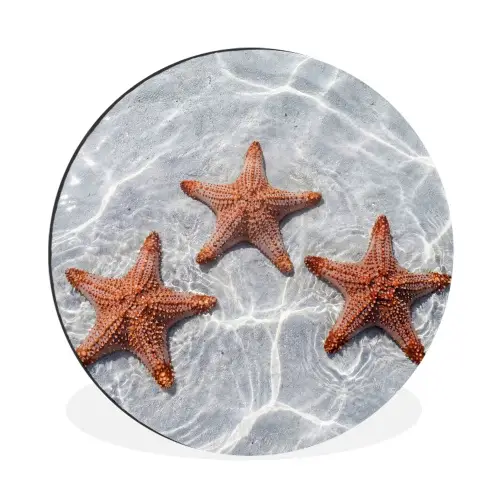 Zeesterren - Water - Helder Wandcirkel aluminium klein -3d