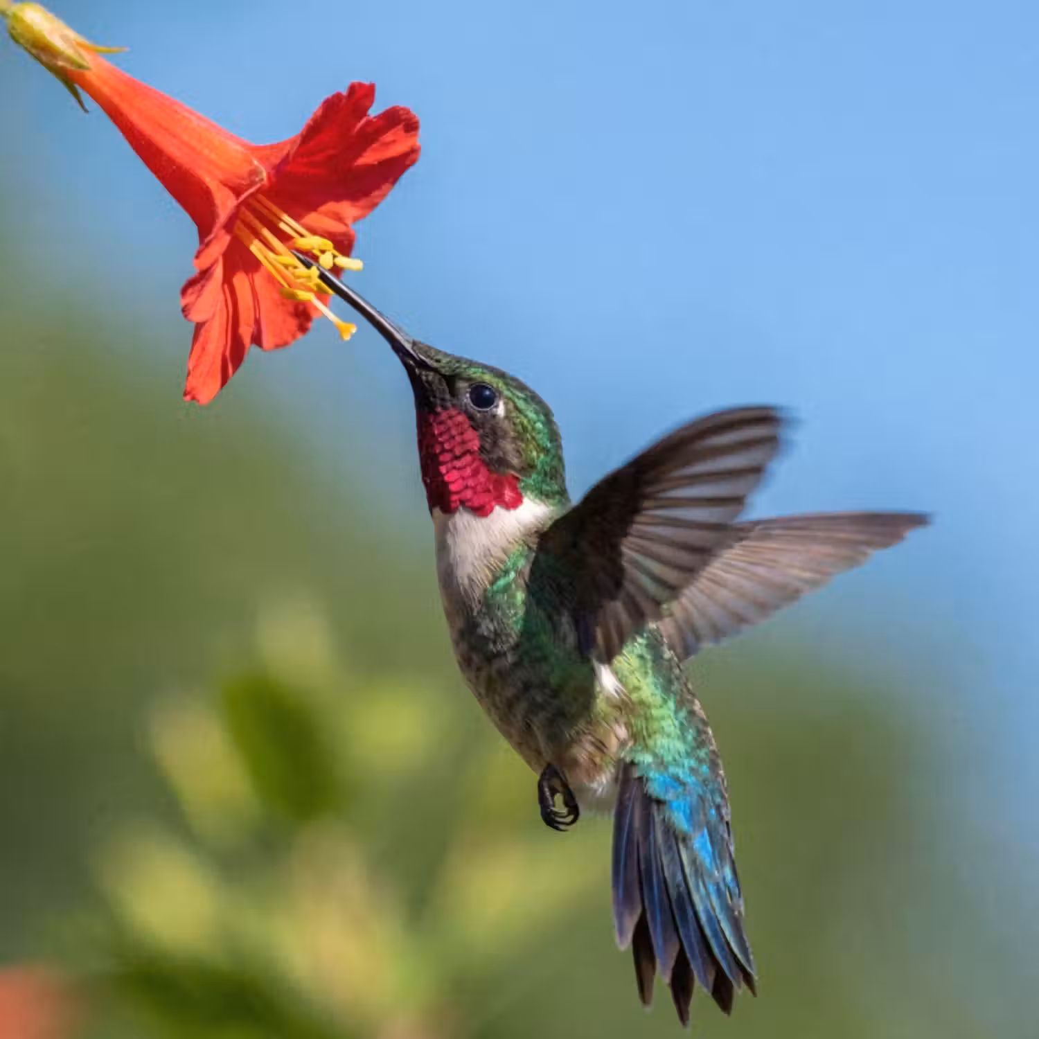 Tapete - Kolibri - Blume - Natur - Grün