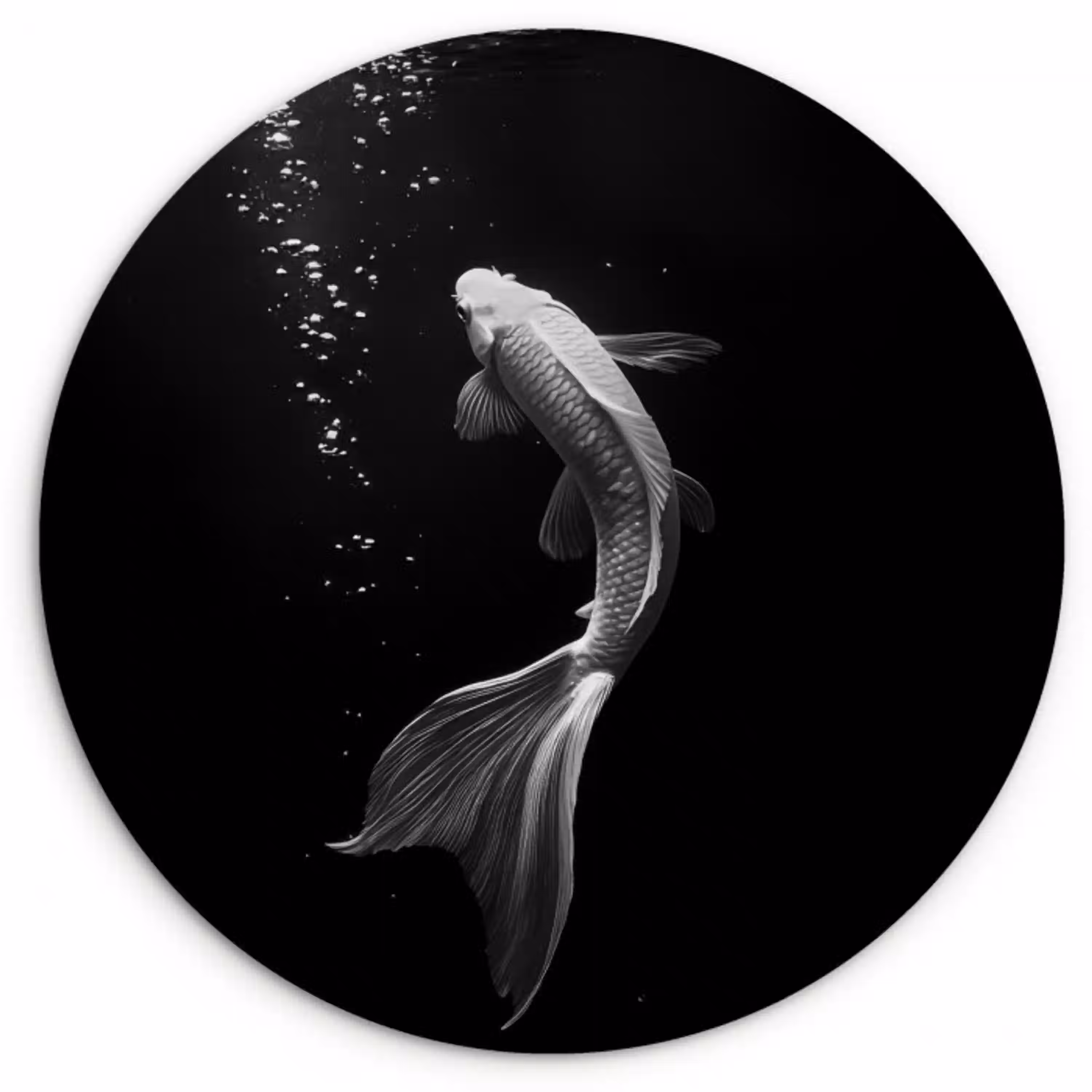 Koi - Vis - Wit - Zwart Wandcirkel kunststof plaat 5mm dik klein -3d