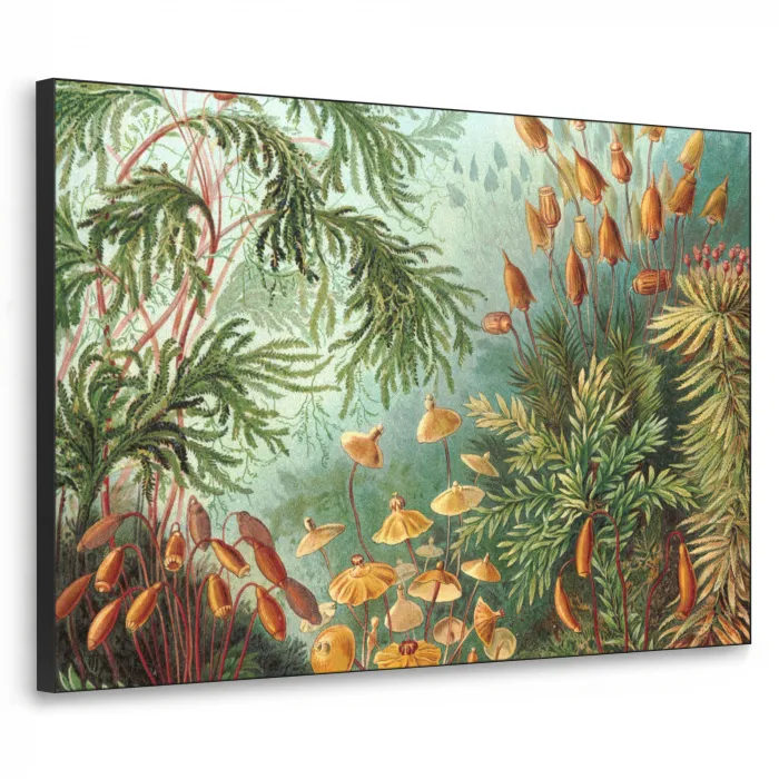Oude meesters - Kunst - Muscinae - Haeckel Textielframe zwart klein -3d
