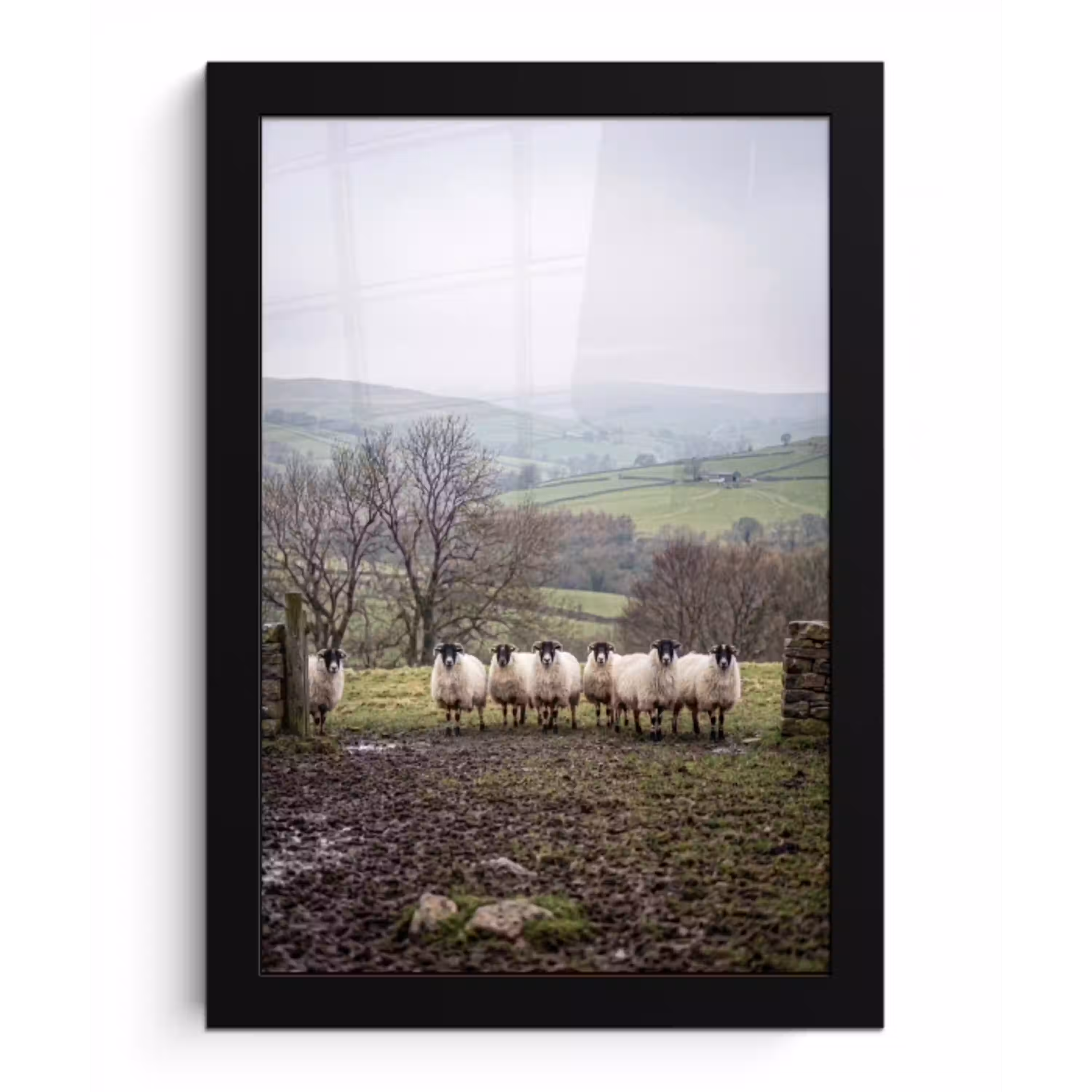 Schapen - Rij - Weide - Dieren - Platteland fotolijst zwart zonder passe partout klein -3d