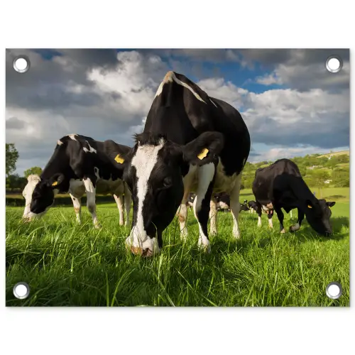 Koeien - Dieren - Gras - Weiland - Boerderij tuinposter los doek klein -3d