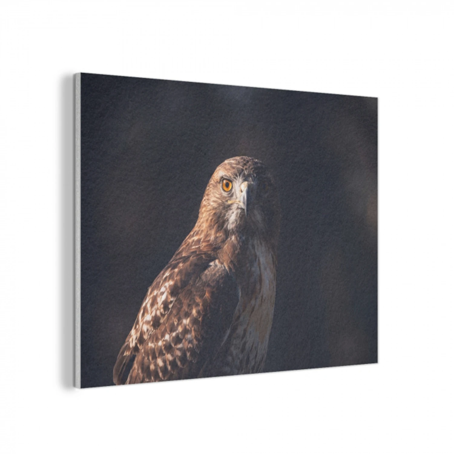 Roofvogel - Buizerd - Bruin PET vilt klein -3d