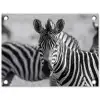 Zebra's - Zwart - Wit tuinposter los doek klein -3d