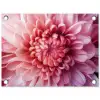 Dahlia - Bloem - Close up - Roze tuinposter los doek klein -3d