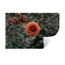 Dahlia - Bloem - Natuur - Sfeervol Muursticker klein -3d