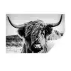 Schotse hooglander - Close up - Horens - Vacht - Zwart Wit Muursticker klein -3d