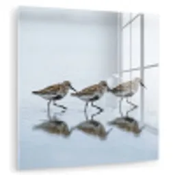 Vogels - Water - Grijs plexiglas 5mm klein -zzzproduct_nieuw