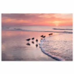 Meeuwen - Strand - Zee - Roze poster papier klein -3d