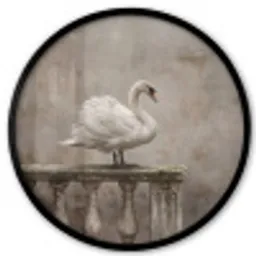 Zwaan - Elegant - Dieren - Wit Fotolijst rond zonder passe partout klein -3d