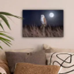Kerkuil - Maan - Nacht canvas 2cm klein -sfeer1