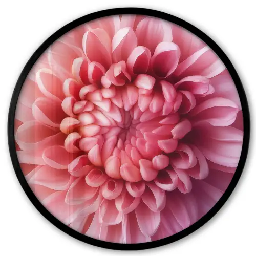 Dahlia - Bloem - Close up - Roze Fotolijst rond zonder passe partout klein -3d