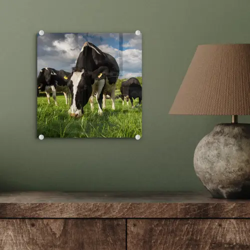 Koeien - Dieren - Gras - Weiland - Boerderij plexiglas 5mm klein -sfeer3