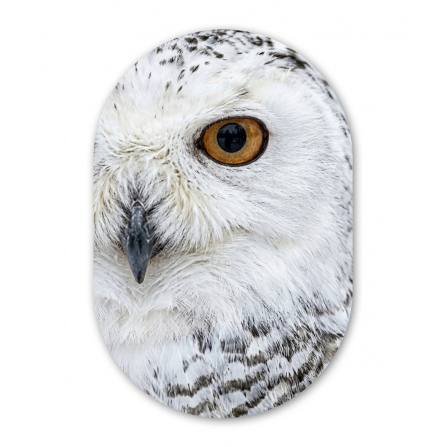 Sneeuwuil - Oog - Wildlife - Wit Wandcirkel Ovaal Forex klein -3d