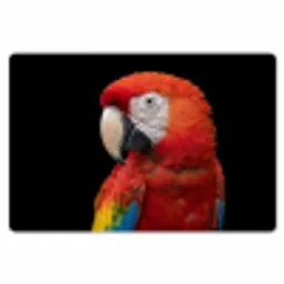 Ara - Portret - Rood Placemat vinyl groot -zzsfeer1_Kitchenyeah-website