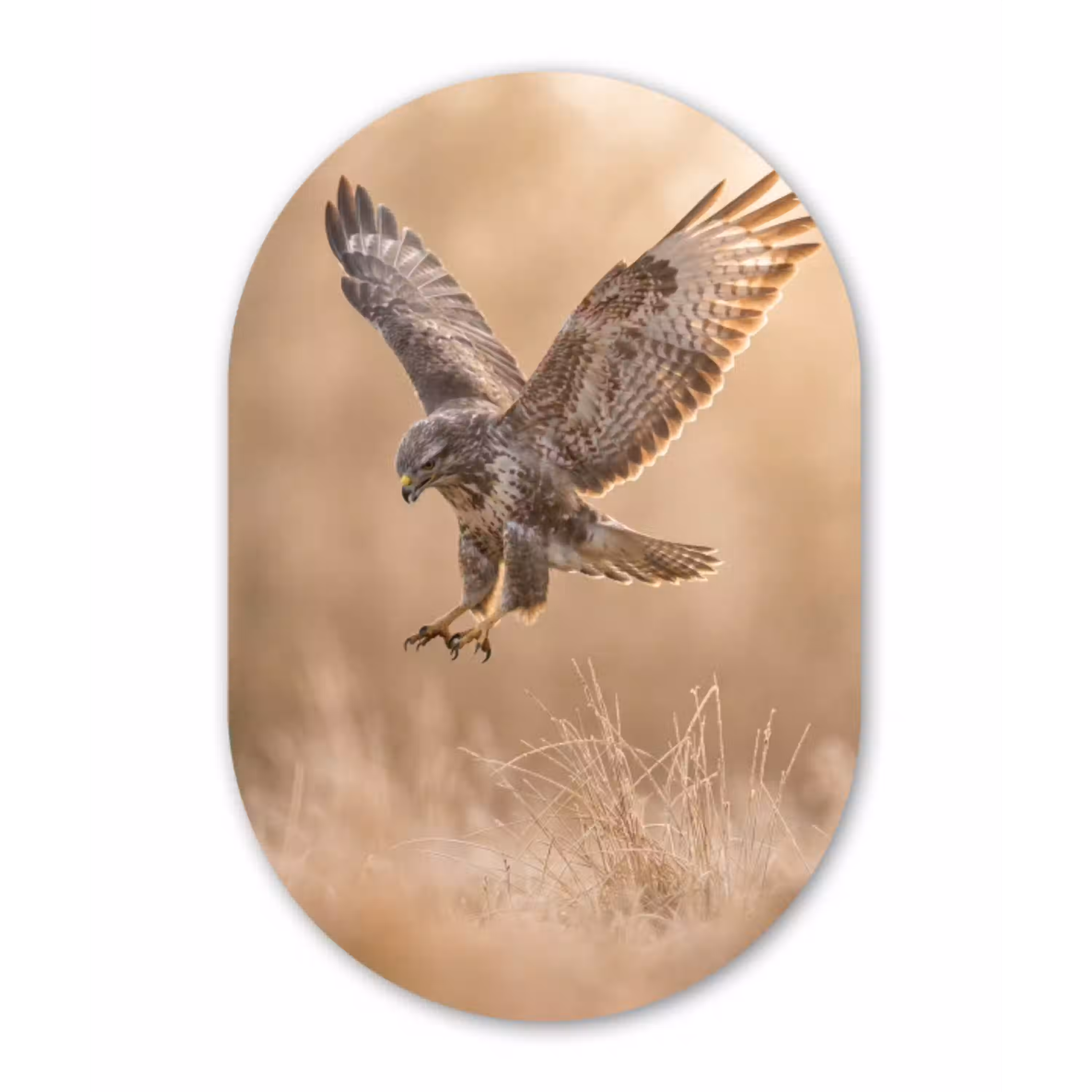 Buizerd - Roofvogel - Natuur - Bruin Wandcirkel Ovaal Forex klein -3d