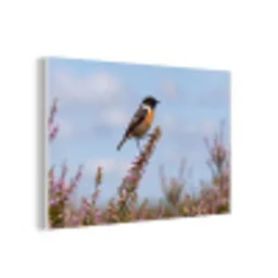 Roodborsttapuit - Heide - Paars - Natuur - Sfeervol forex 5mm xxl -3d