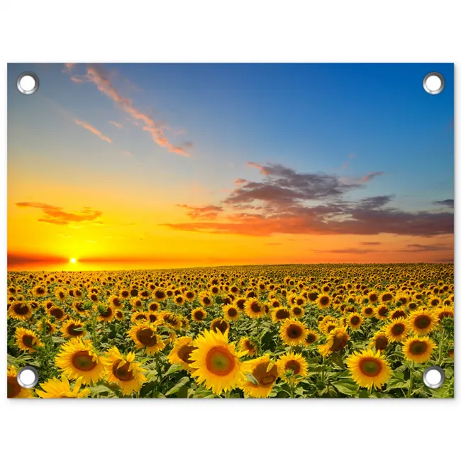Uitgestrekt zonnebloemveld bij zonsondergang tuinposter los doek klein -3d