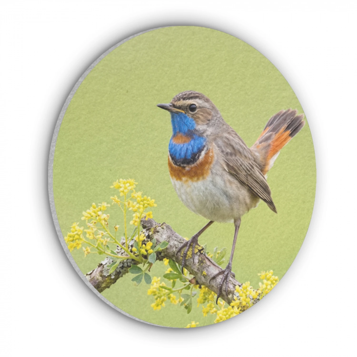Vogel - Tak - Natuur - Kleurrijk Akoestische PET Vilt - Rond klein -3d