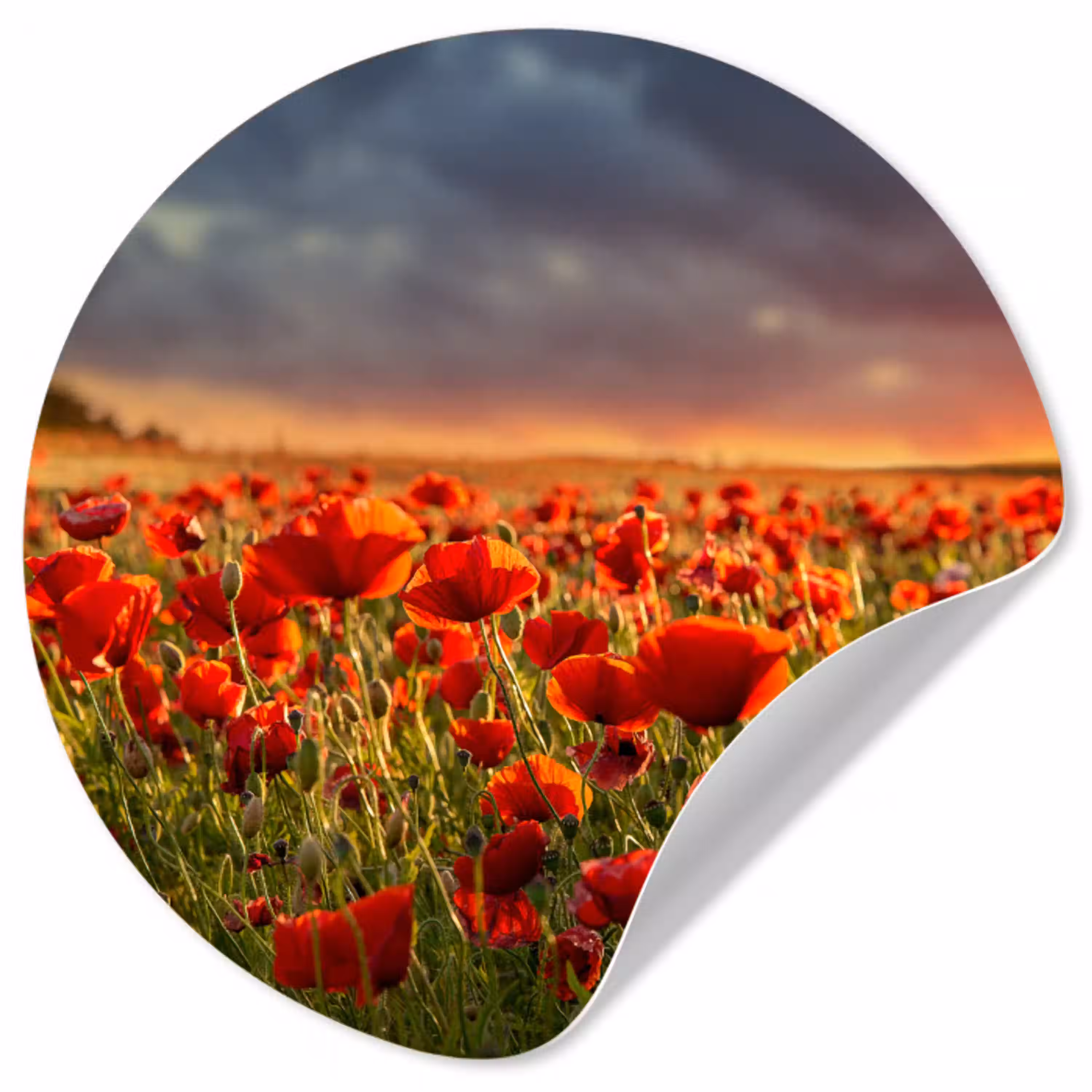 Zonsondergang - Klaprozen - Rood - Bloemen - Veld - Natuur Wandcirkel behangsticker klein -3d