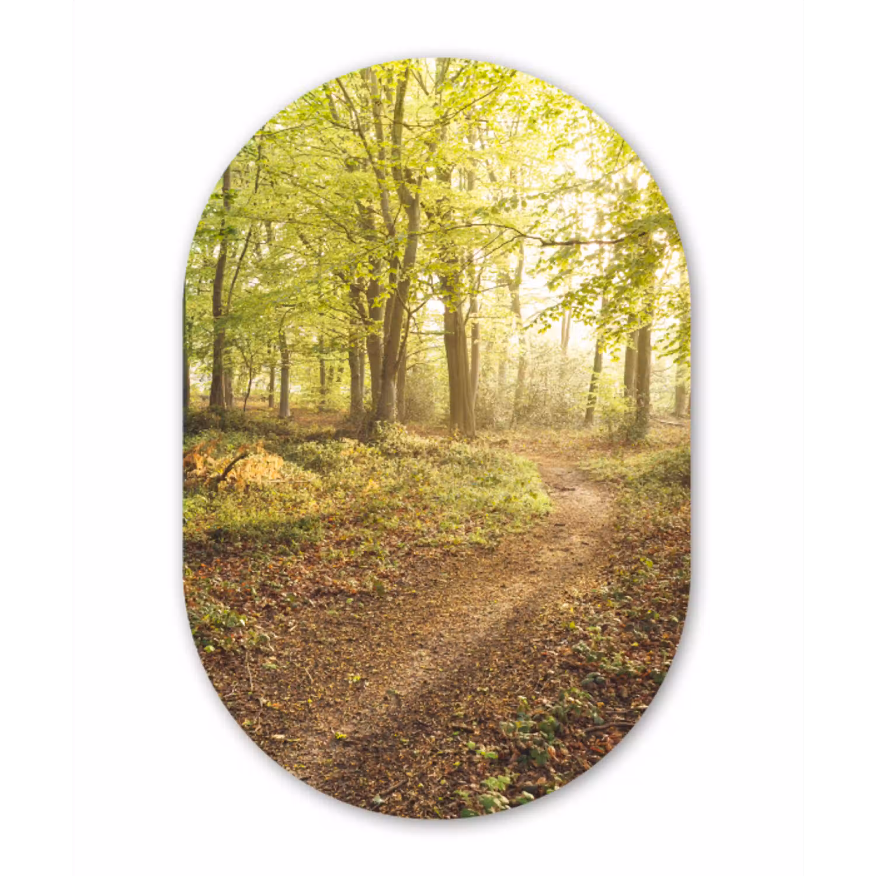 Bos - Pad - Zonsopgang Wandcirkel Ovaal Forex klein -3d