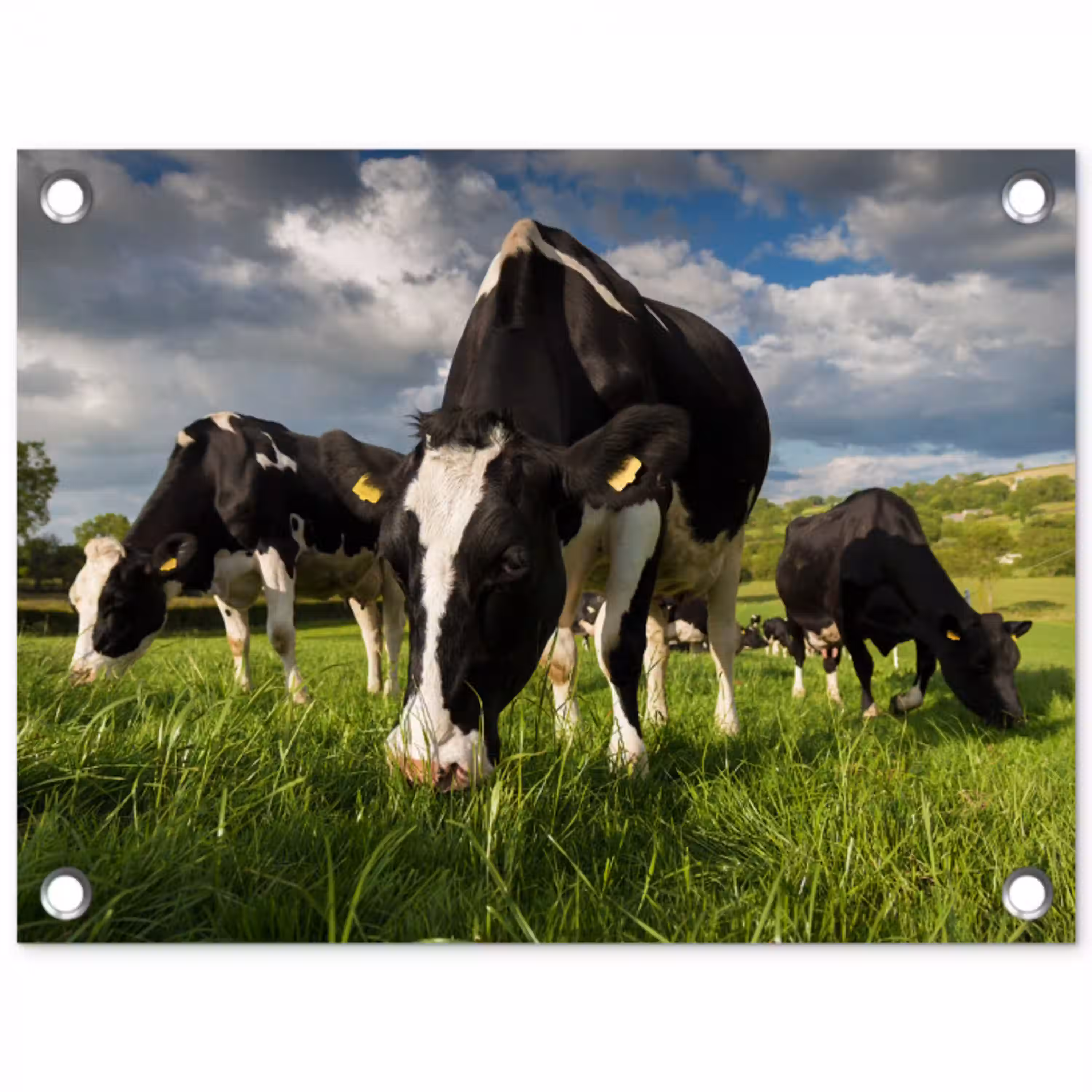 Koeien - Dieren - Gras - Weiland - Boerderij tuinposter los doek klein -3d
