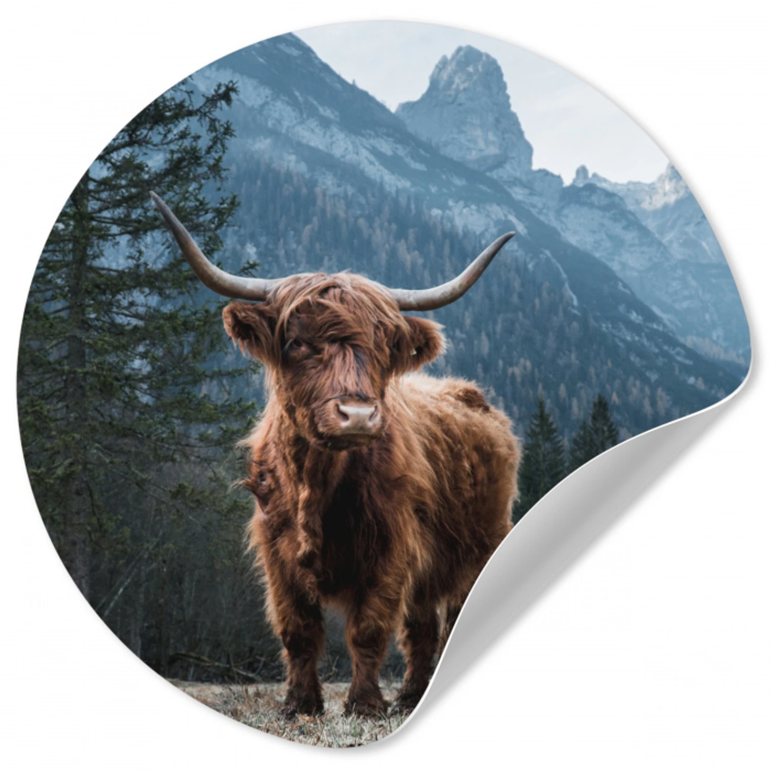 Schotse hooglander - Berg - Landschap - Bomen - Koe - Natuur Wandcirkel behangsticker klein -3d