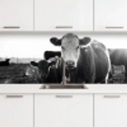 Koeien - Zwart - Wit keuken achterwand 2 middel -3d