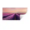 Lavendelveld - Zonsondergang - Paars - Bloemen Muursticker klein -3d