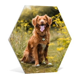 hexagons-product.png