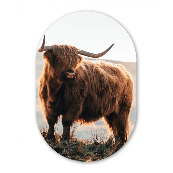 Schotse hooglander - Dieren - Landelijk - Landschap - Koe - Natuur Wandcirkel Ovaal Forex klein -3d