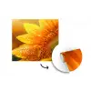 Zonnebloem - Dauwdruppels - Geel - Zonlicht fotobehang vinyl groot -3d