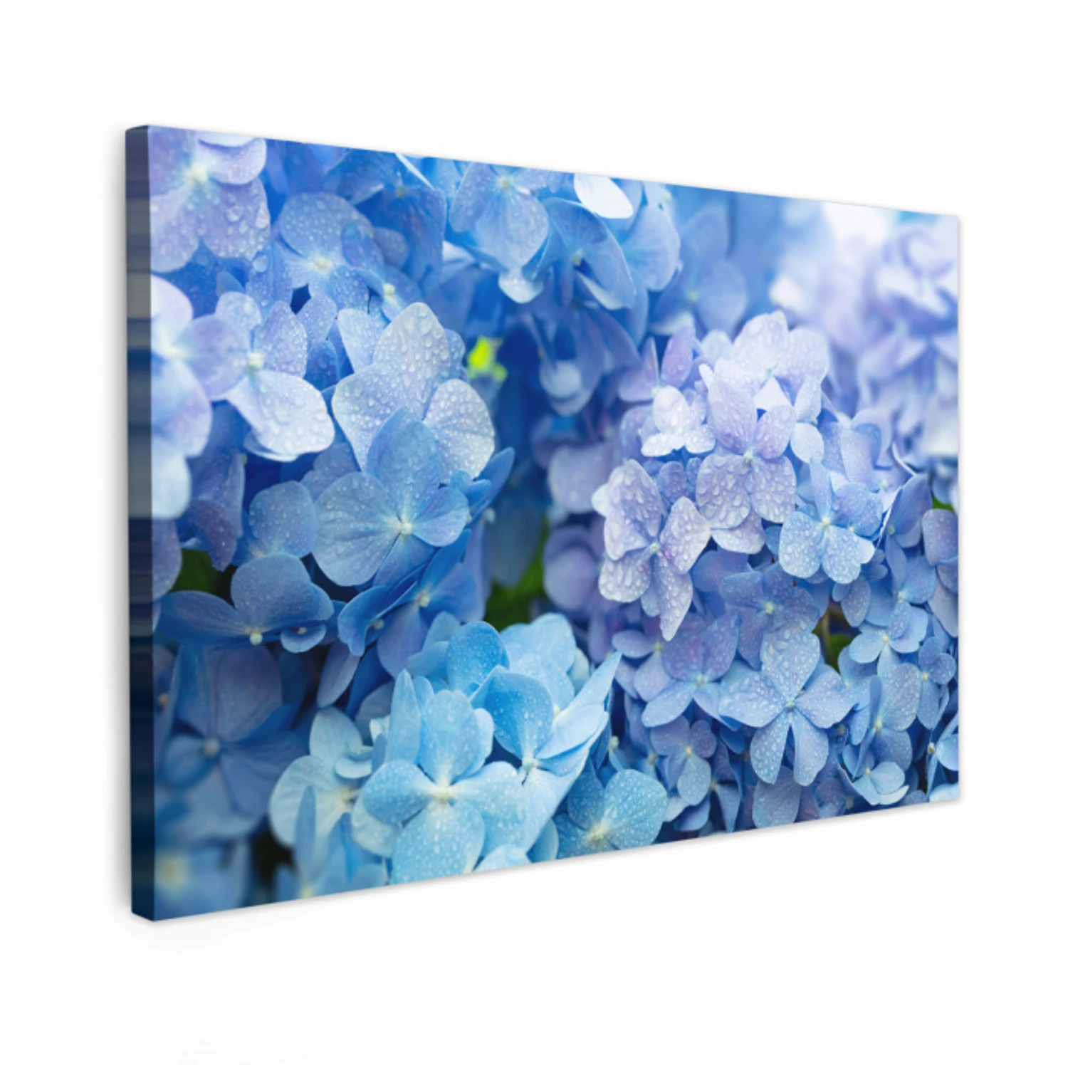 Hortensia - Waterdruppel - Bloemen - Botanisch - Blauw canvas 2cm klein -z3d