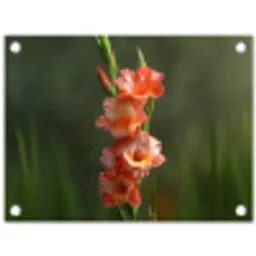 Bloem - Gladiolen - Zalmroze tuinposter los doek klein -3d