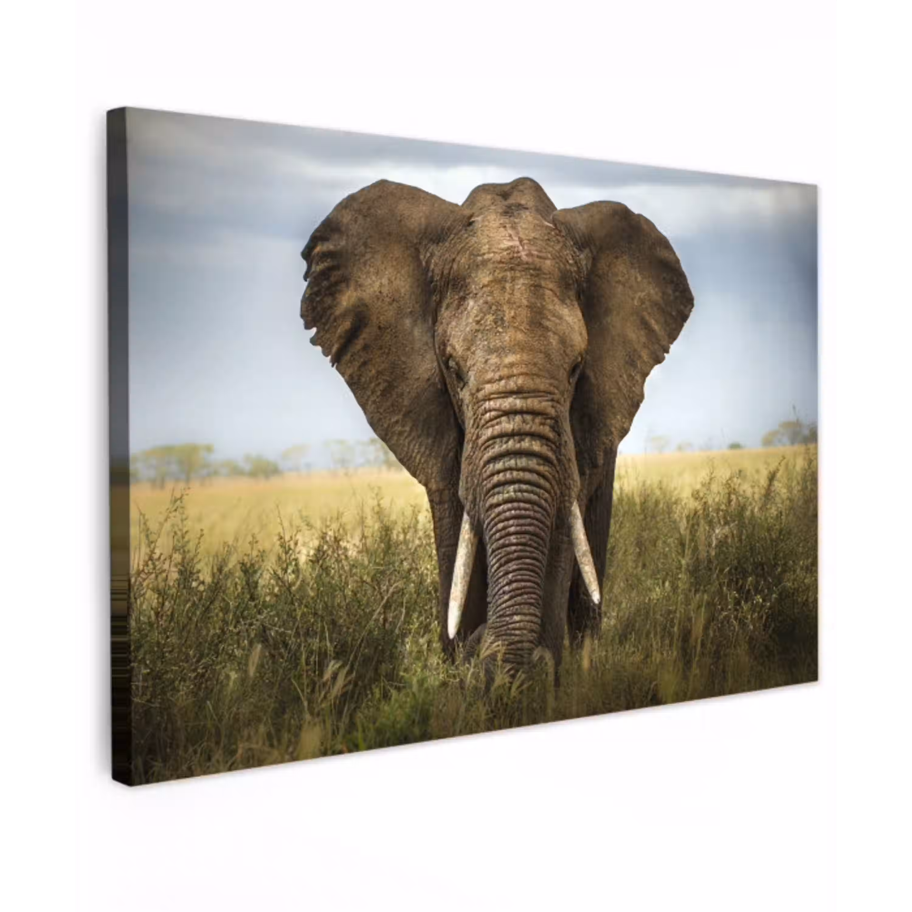 Olifant - Natuur - Gras - Dieren - Landschap Tuinposter op houten frame 2 cm dik klein -3d