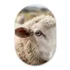 Schaap - Oog - Wit Wandcirkel Ovaal Forex klein -3d